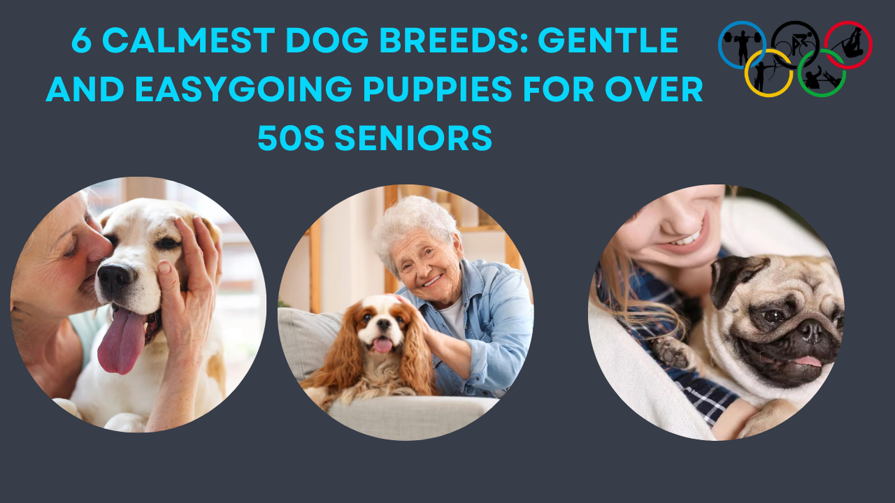 6 Calmest Dog Breeds: Gentle and Easygoing Puppies for Over 50s Seniors